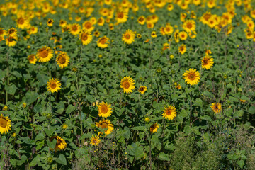 Fototapeta premium Vibrant sunflower field swaying gently in the warm afternoon sun creating a lively tapestry of yellow against the lush green backdrop