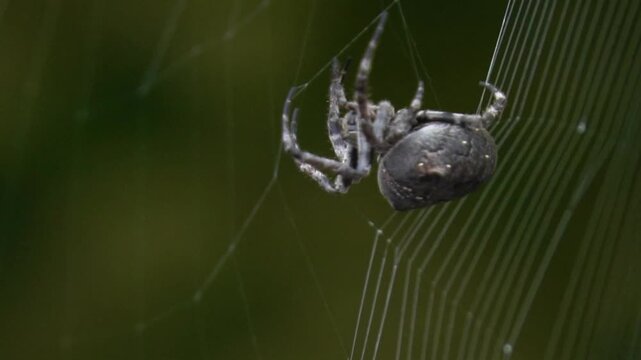 Spider spinning a delicate silk web, an intricate natural structure for catching insects and observing arachnid behavior.
