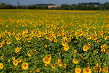 Obraz premium A vibrant field of sunflowers swaying gently under the warm summer sun near a serene countryside