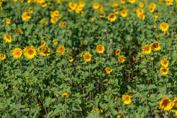 Fototapeta premium Vibrant sunflower field swaying gently in the warm afternoon sun