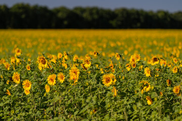 Fototapeta premium Sunlit field of sunflowers swaying gently under a clear blue sky in the countryside