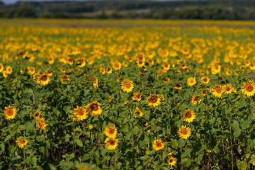Obraz premium Vibrant fields of sunflowers dancing in the warm sunlight creating a picturesque scene in the countryside