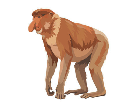 Stylized Vector Illustration of a Proboscis Monkey