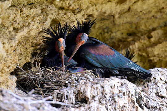 breeding Northern bald ibis in spanish bird colony  // br&uuml;tende Waldrappen in spanischer Brutkolonie (Geronticus eremita) - Vejer de la Frontera, Andalusia, Spain