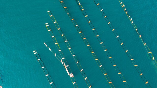 Longline Mussel Farm in the Bay of Kotor near Perast Montenegro