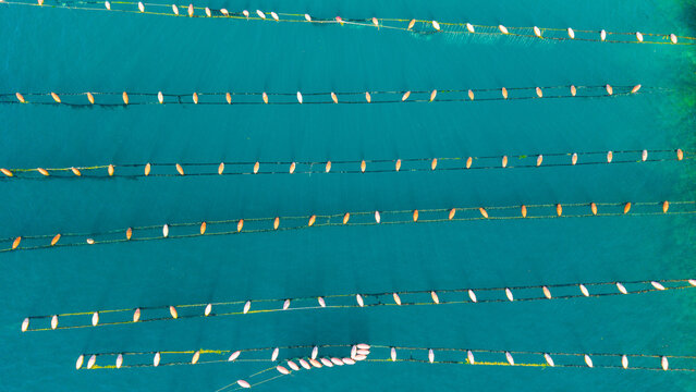 Parallel Longline Mussel Farm Ropes in Bay of Kotor Near Perast