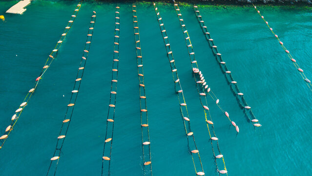 Aerial View of Oyster Farm Lines and Buoys in Turquoise Kotor Bay