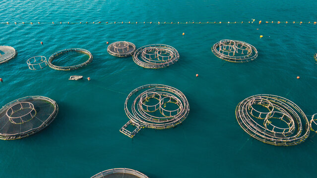 Overhead View of Marine Fish Farm Cages in Bay of Kotor