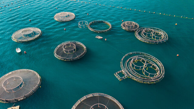 Aerial View of Marine Fish Farm Cages in Bay of Kotor Montenegro