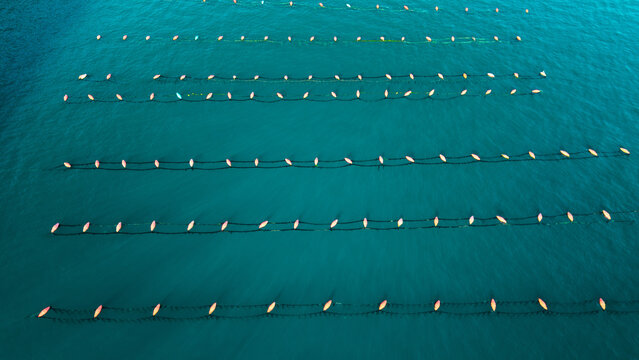 Aerial Rows of Floating Lines at a Shellfish Farm in Kotor Bay