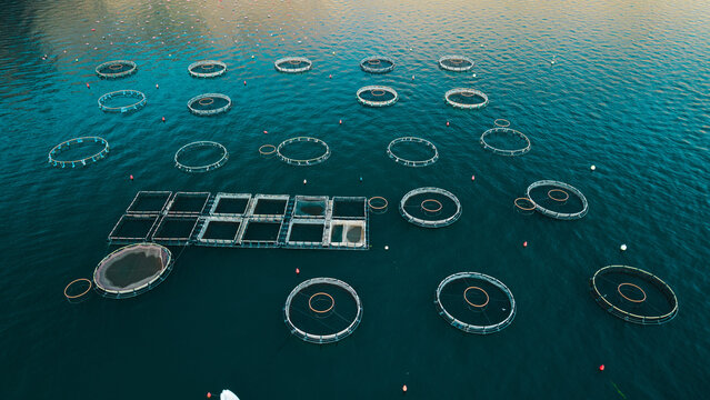 Aerial View of Floating Oyster Farm Cages in Kotor Bay