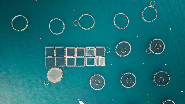 Aerial View of Aquaculture Cages in Kotor Bay