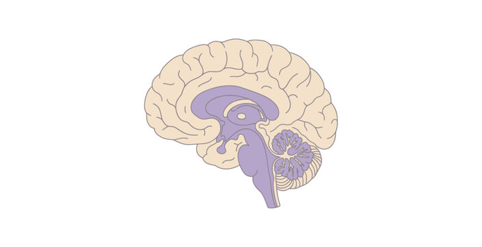 Detailed anatomical illustration of the human brain showing internal structures.
