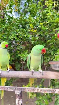 Two vibrant green ring-necked parakeets perched on a wooden fence