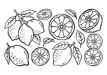 lemon line art hand drawn vector © fendy