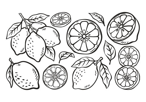 lemon line art hand drawn vector
