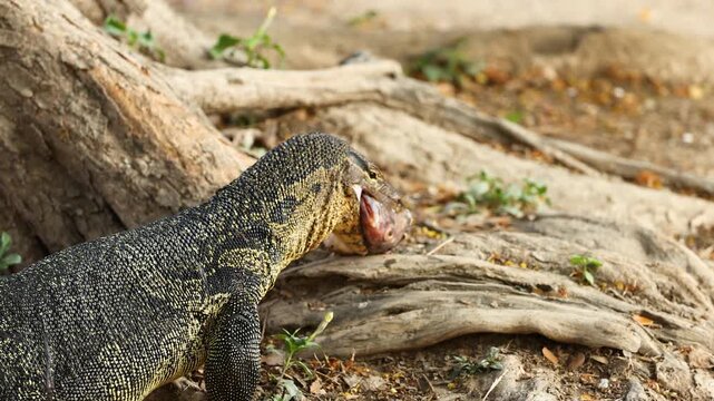 Asian water monitor lizard eating large fish in tropical park near big tree roots in slow motion.