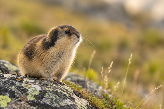 Small brown lemming standing alert on rocky outcrop in grassland