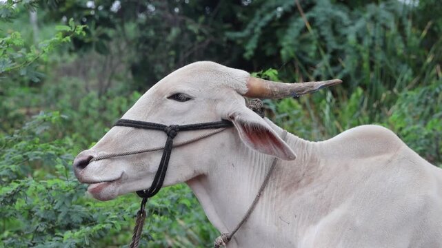 Traditional Indian Ox Resting Against Lush Green Background. Close-up profile footage of a healthy white ox on a farm, displaying its floppy ears, smooth white coat, and curved horns.