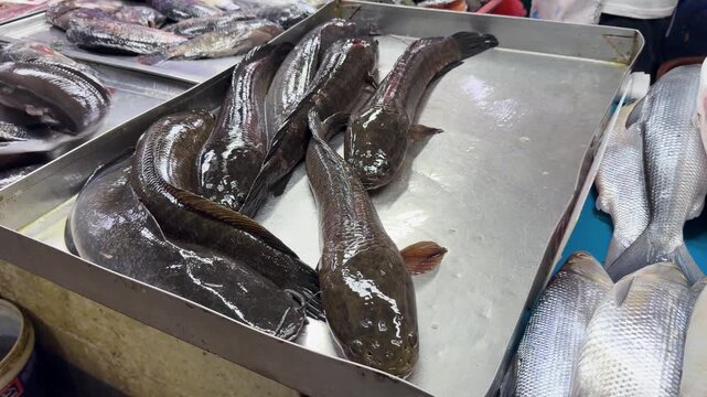 Fresh snakehead fish jumping on tray at local wet market in southeast asia for food sale.