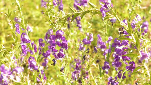 Bumblebee foraging on purple angelonia flowers in bright summer sunlight with gentle breeze motion.