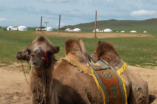 Bactrian camels with a ger camp in the background, Tuv Province, Mongolia