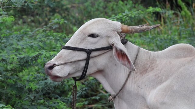 White Indian Cattle Standing Calmly in Green Foliage. Profile view of a domestic white zebu bull tied with a rope harness, resting peacefully in a natural rural environment.