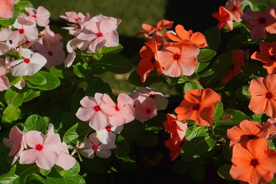 Rosy periwinkle, or Catharanthus roseus, flowers