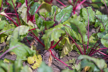 Fototapeta premium Vibrant beet plants thriving in a sunlit garden with rich soil and lush green leaves