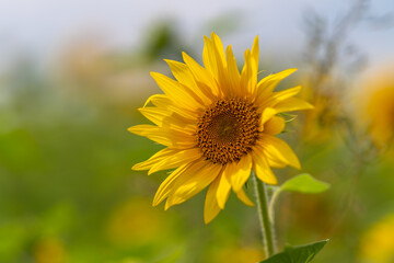 Fototapeta premium Sunflower stands tall under a soft sky while surrounded by a lush green field