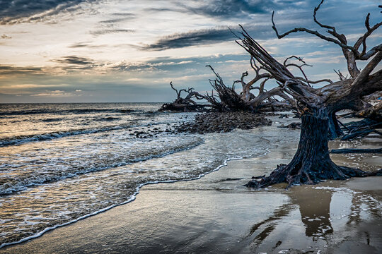 Intricate weathered tree branches and tide washing over the sandy shore at Driftwood Beach on Jekyll Island in Georgia