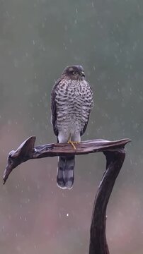 Sparrowhawk Perched on a Wooden Branch During a Rainy Day