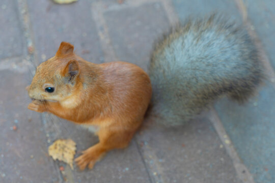 interesting and emotional photo of a squirrel. The squirrel is sitting on the asphalt and gnawing on a nut.
