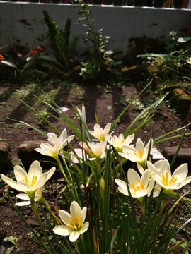 White rain lily flowers blooming in a garden with natural sunlight