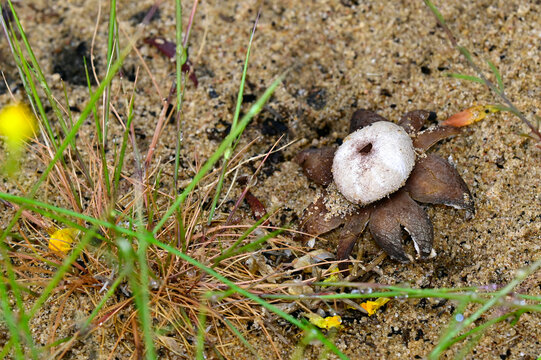 Falscher Erdstern // false earthstar (Astraeus telleriae) - Nationalpark Coto de Do&ntilde;ana, Spanien