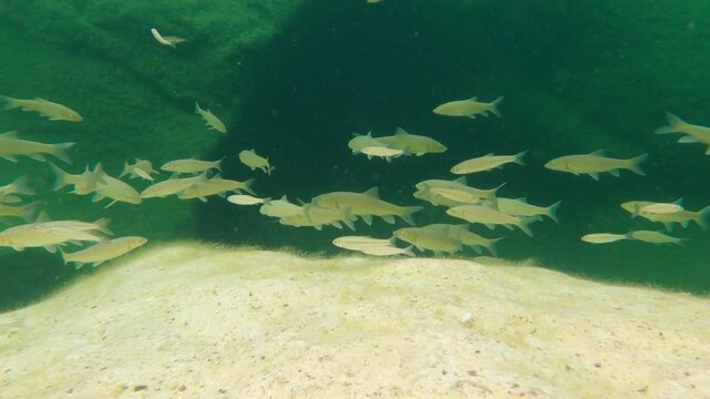 POV pulling a GoPro camera out of the water from a school of swimming fish at Toll Blau natural pool near Arnes, Spain.