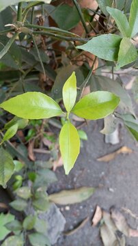 young four-leaf lime leaves