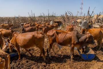Herd of brown cattle stands inside a rural livestock enclosure in Mauritania, reflecting pastoral farming, animal trade and desert livelihoods.  © Artaxerxes