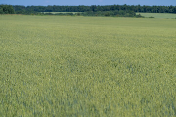 Obraz premium Vast green fields shimmer under the golden sun on a tranquil summer day in the countryside