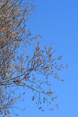 Obraz premium Lombardy poplar branches with flowers against blue sky - Latin name - Populus nigra var. italica