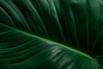 Obraz premium Tropical leaf displaying deep veins in studio close up