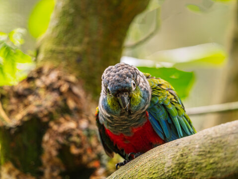 Crimson Bellied Conure (Pyrrhura Perlata)