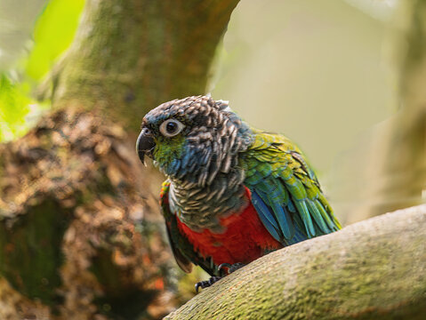 Crimson Bellied Conure Side On