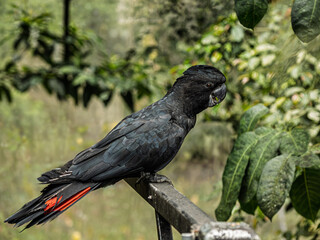  Red Tailed Black Cockatoo (Calyptorhynchus Banksii) © david hutchinson