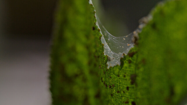 Dense spider mite webbing between damaged leaves of a castor bean plant during a severe pest infestation.
