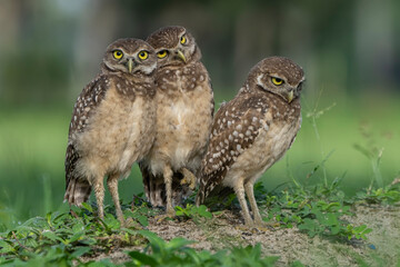 Fototapeta premium burrowing owl