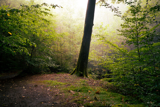 Ein nebliger Morgen im heimischen Wald: Das warme, nat&uuml;rliche Gegenlicht l&auml;sst das saftige Gr&uuml;n und den feinen Dunst im Hintergrund lebendig strahlen.