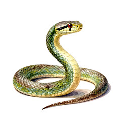 Fototapeta premium Close up watercolor illustration of a green and yellow snake coiled on a white background