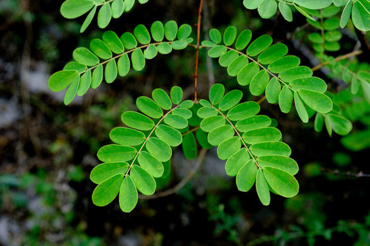Vibrant green leaves cluster along slender branches