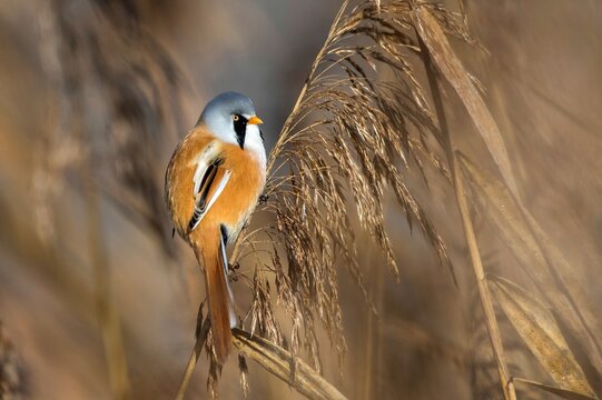Animals, birds, titmice, songbirds, bearded tit (Panurus biarmicus), Federsee lake, Baden-W&uuml;rttemberg, Federal Republic of Germany